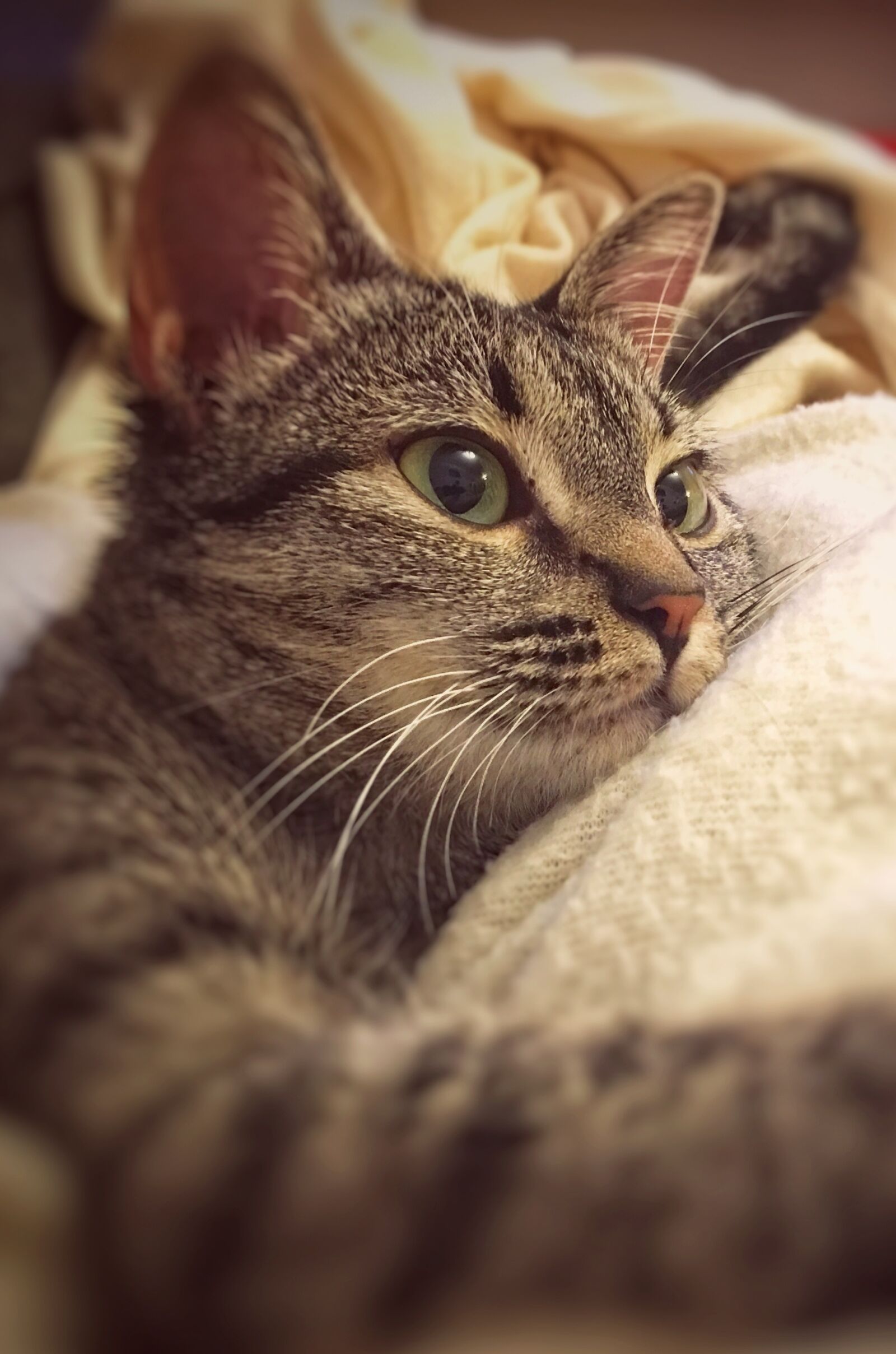 iPhone 6s Plus back camera 4.15mm f/2.2 sample photo. Relaxation, cat lying, tranquility photography