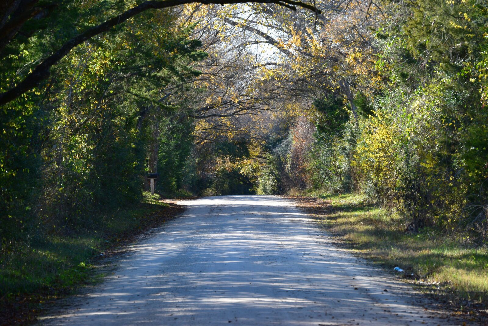 Nikon D5300 sample photo. Path, trees, road photography