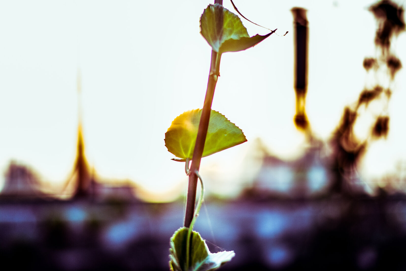Nikon D5200 + Nikon AF-S Nikkor 50mm F1.8G sample photo. Close, up, of, plant photography