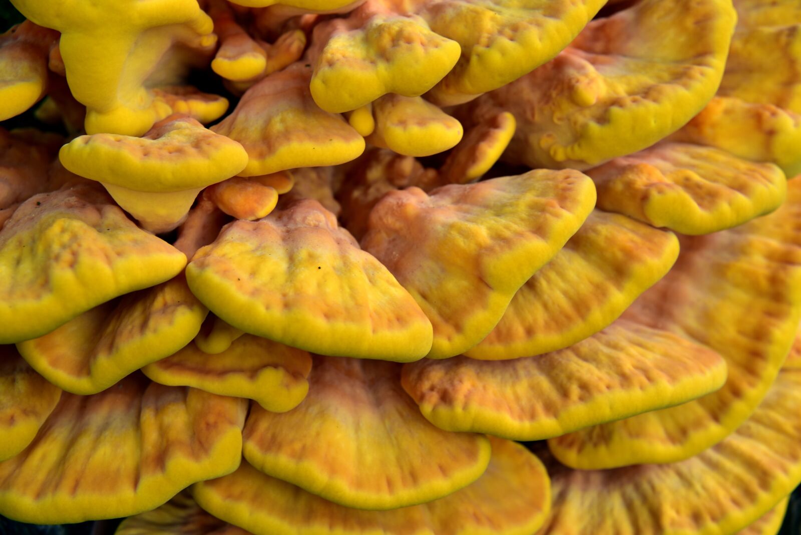 Nikon D750 sample photo. Sulphur ovinus, tree fungus photography