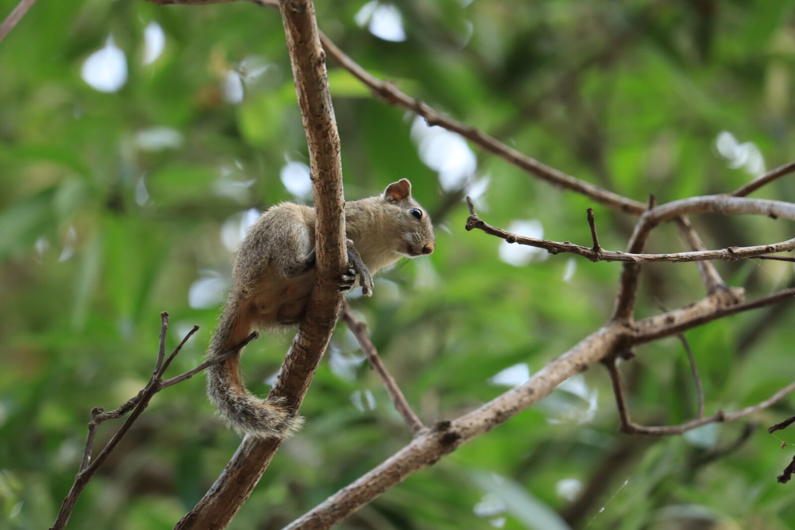 Canon EOS 250D (EOS Rebel SL3 / EOS Kiss X10 / EOS 200D II) sample photo. Kerala, tree, squrriel photography