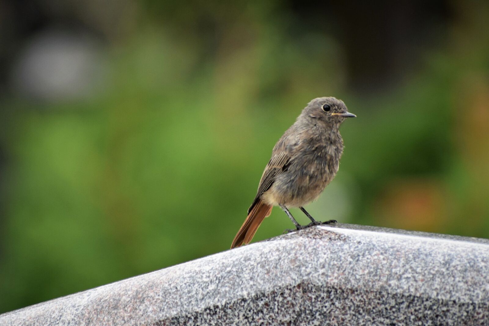 Nikon D3300 sample photo. Redstart bird on gravestone photography