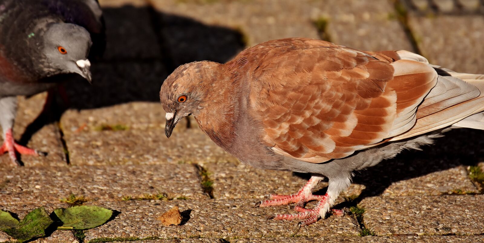 Nikon D7200 sample photo. City pigeons, foraging, dove photography