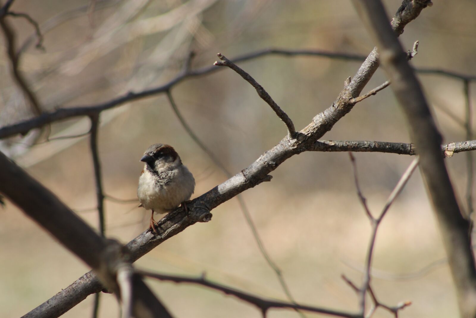 Canon EF 75-300mm f/4-5.6 sample photo. Nature, branches, bird photography