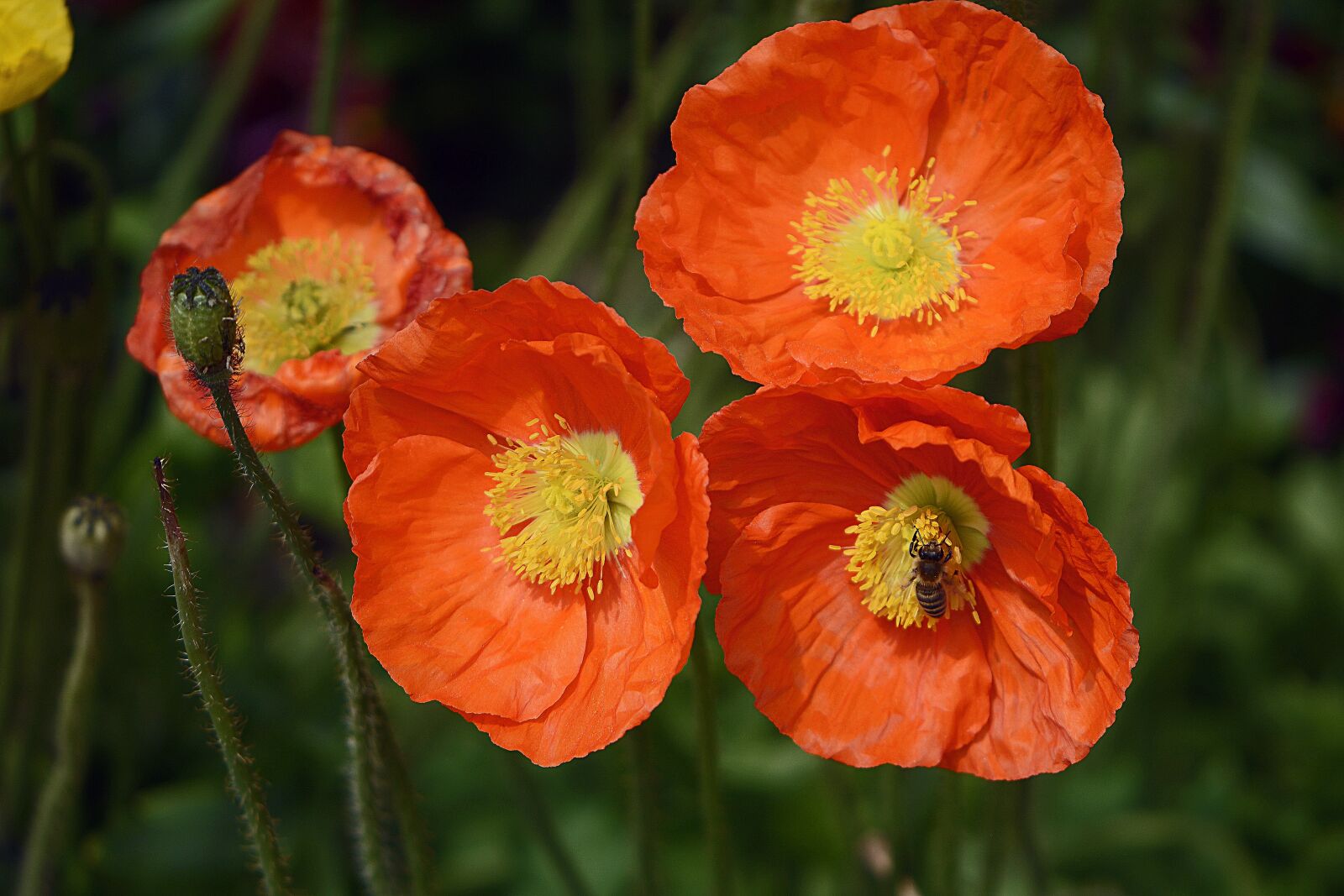 Nikon D7100 sample photo. Klatschmohn, flowers, poppy photography