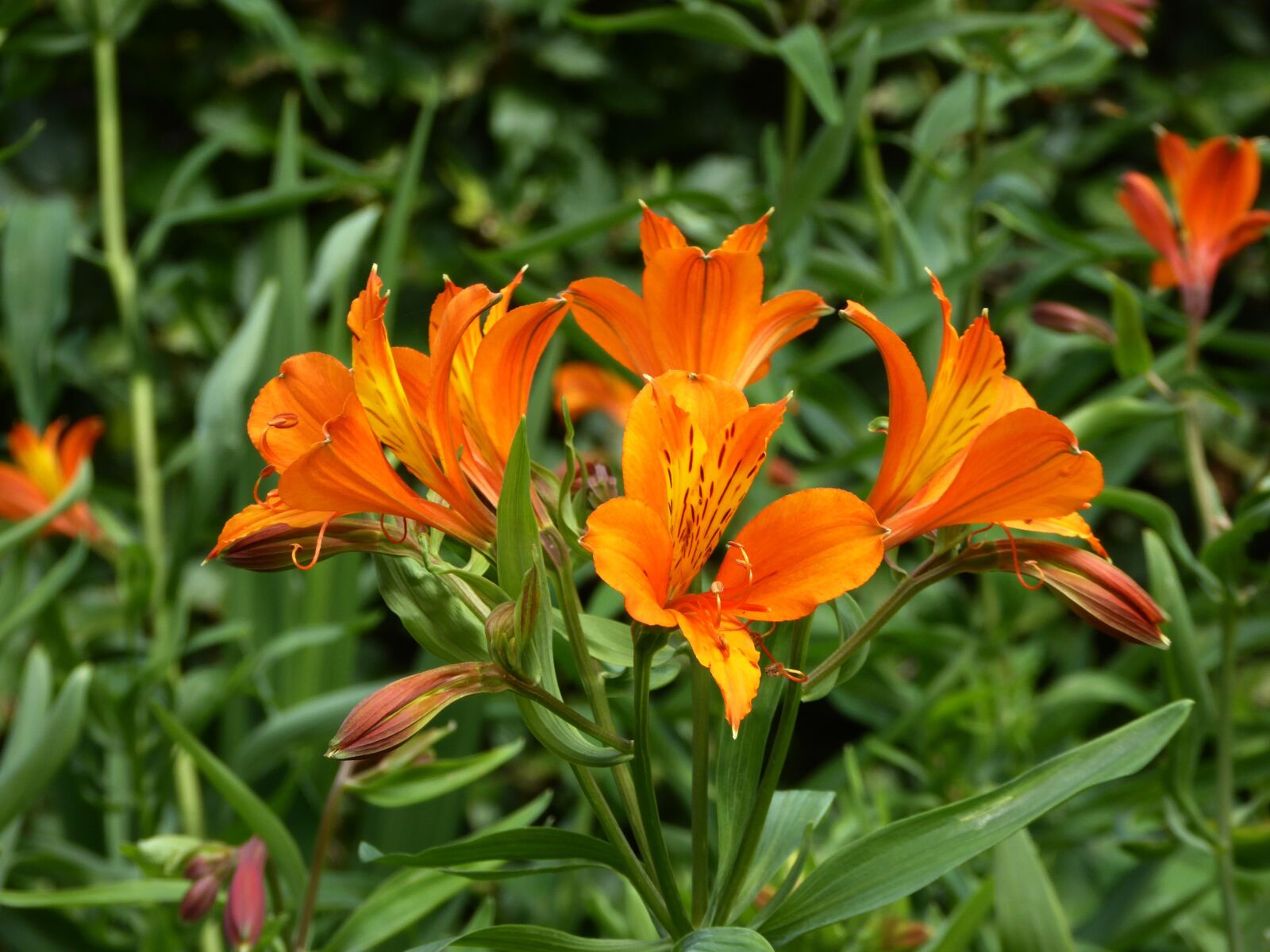 Panasonic DMC-TZ61 sample photo. Lilies, orange, close up photography