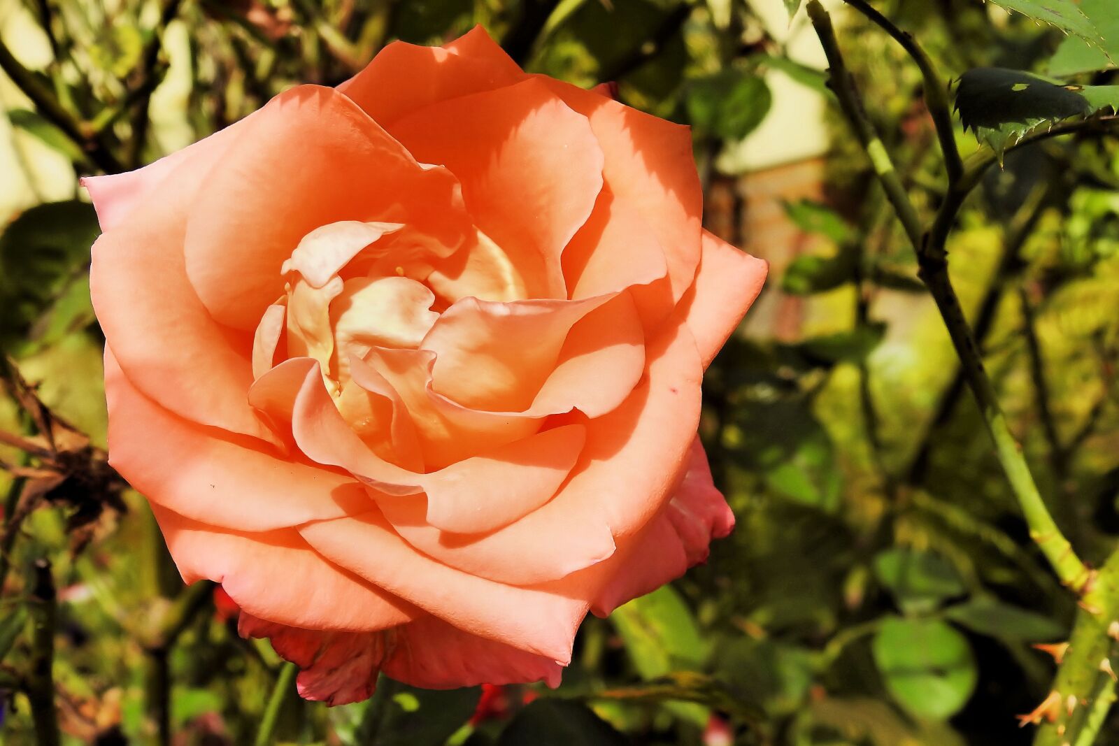 Nikon Coolpix P900 sample photo. Rose, rose bloom, pink photography