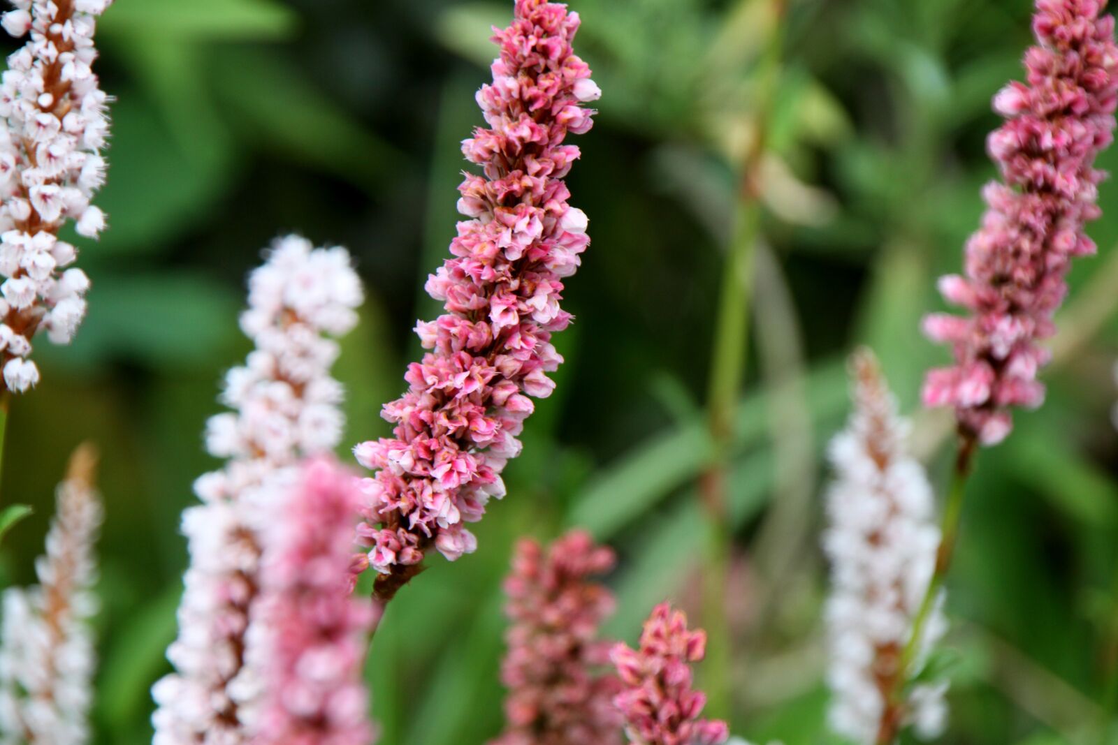 Canon EOS 50D sample photo. Flower, nature, plant photography