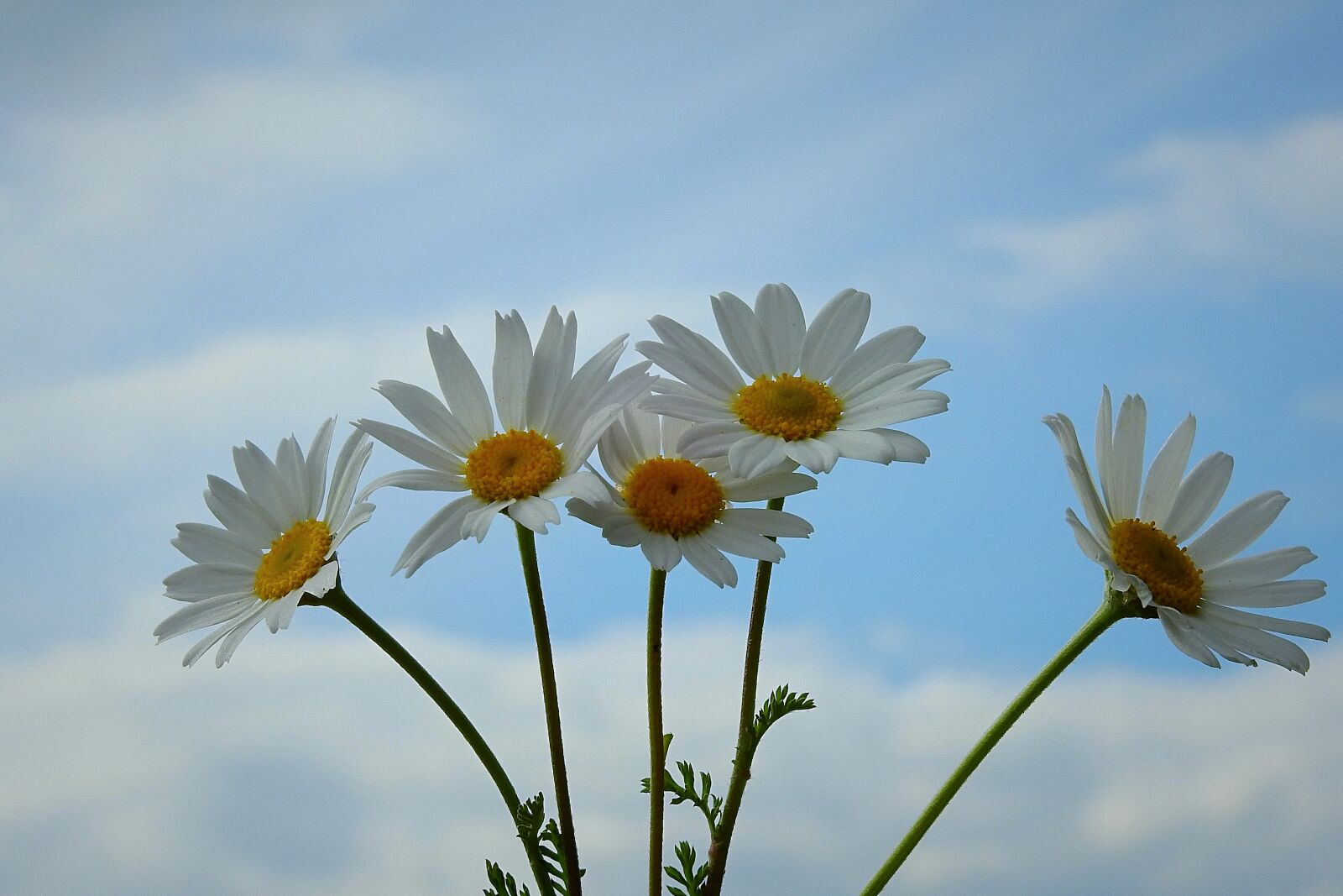 Nikon Coolpix P900 sample photo. Flowers, daisies, spring photography