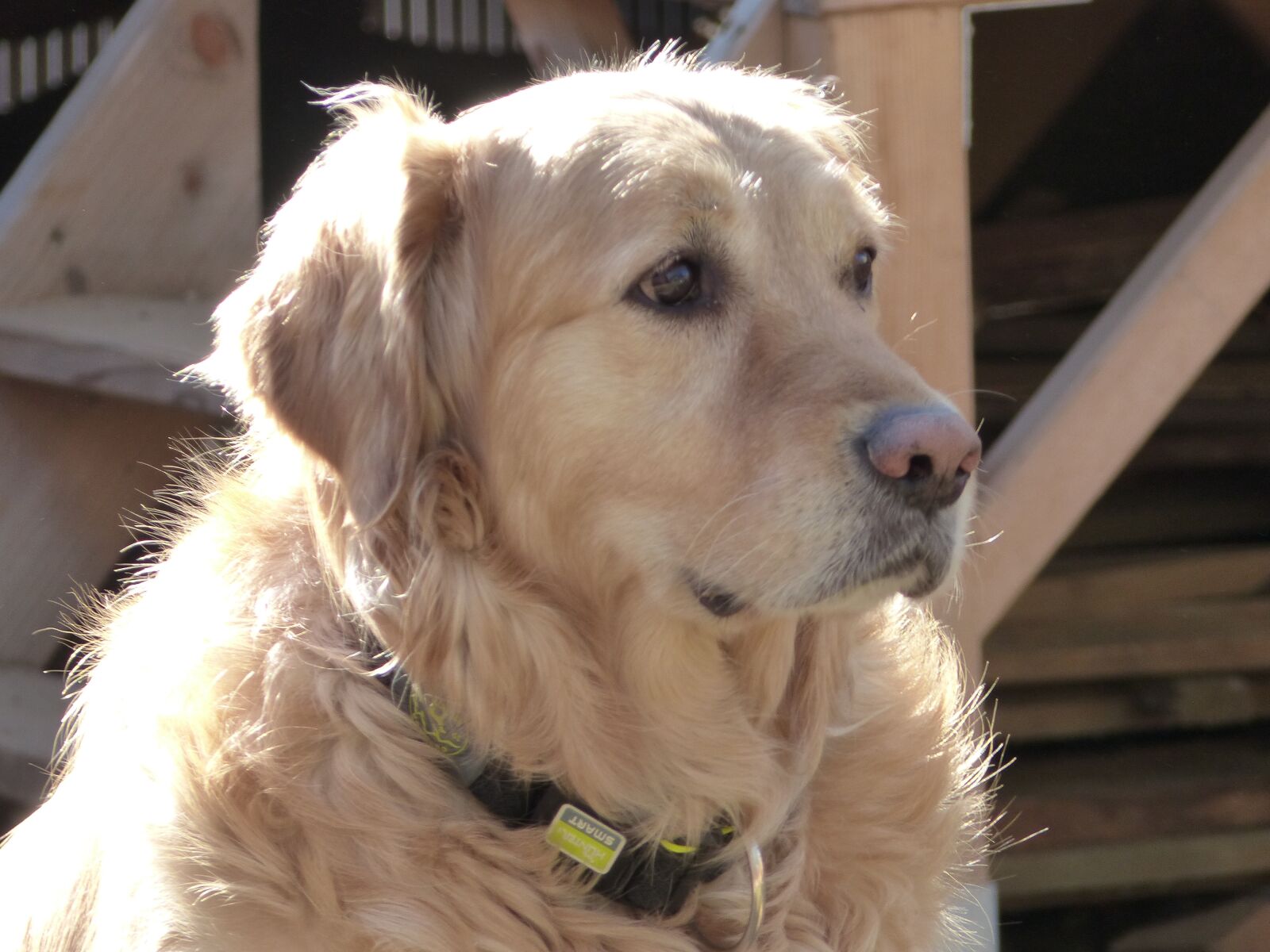 Panasonic Lumix DMC-FZ200 sample photo. Golden retriver, dog, curious photography