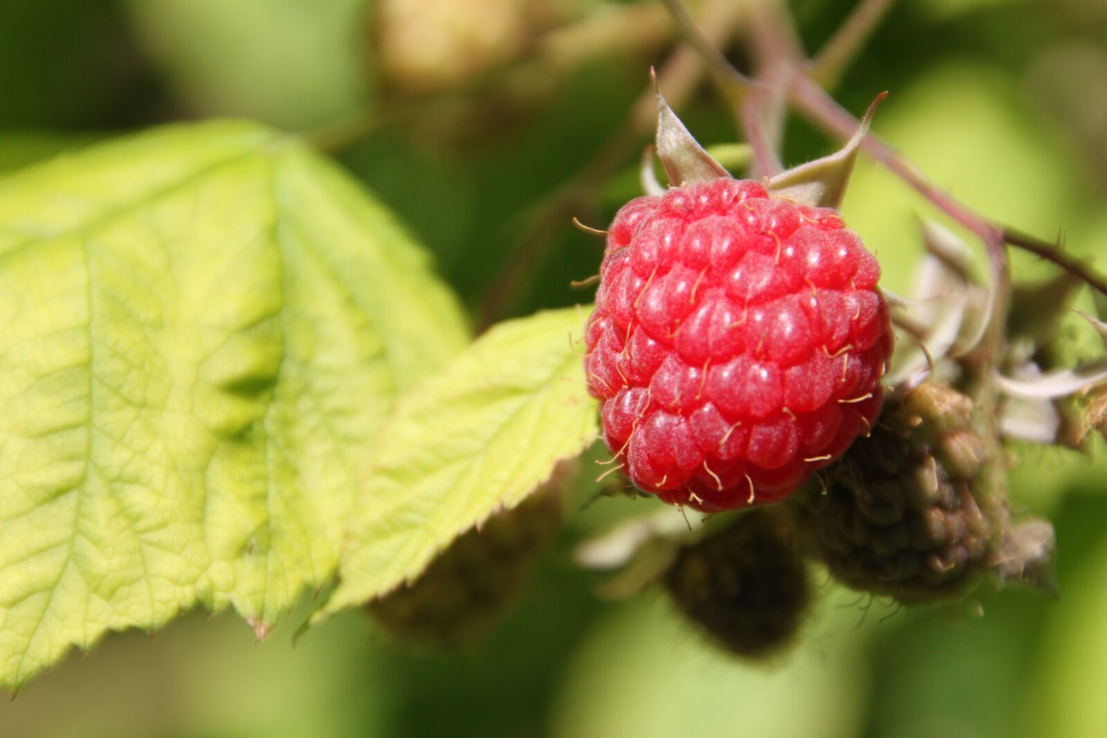 Canon EOS 500D (EOS Rebel T1i / EOS Kiss X3) sample photo. Raspberry, close up, fruit photography