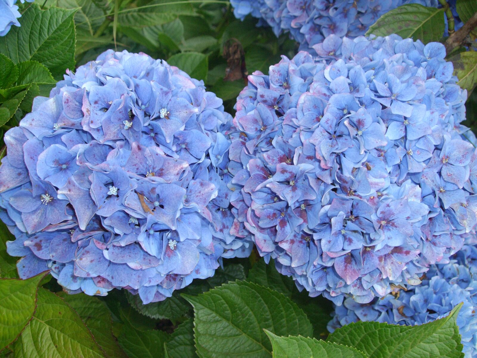 Fujifilm FinePix F60fd sample photo. Hydrangeas, flowers, blue photography