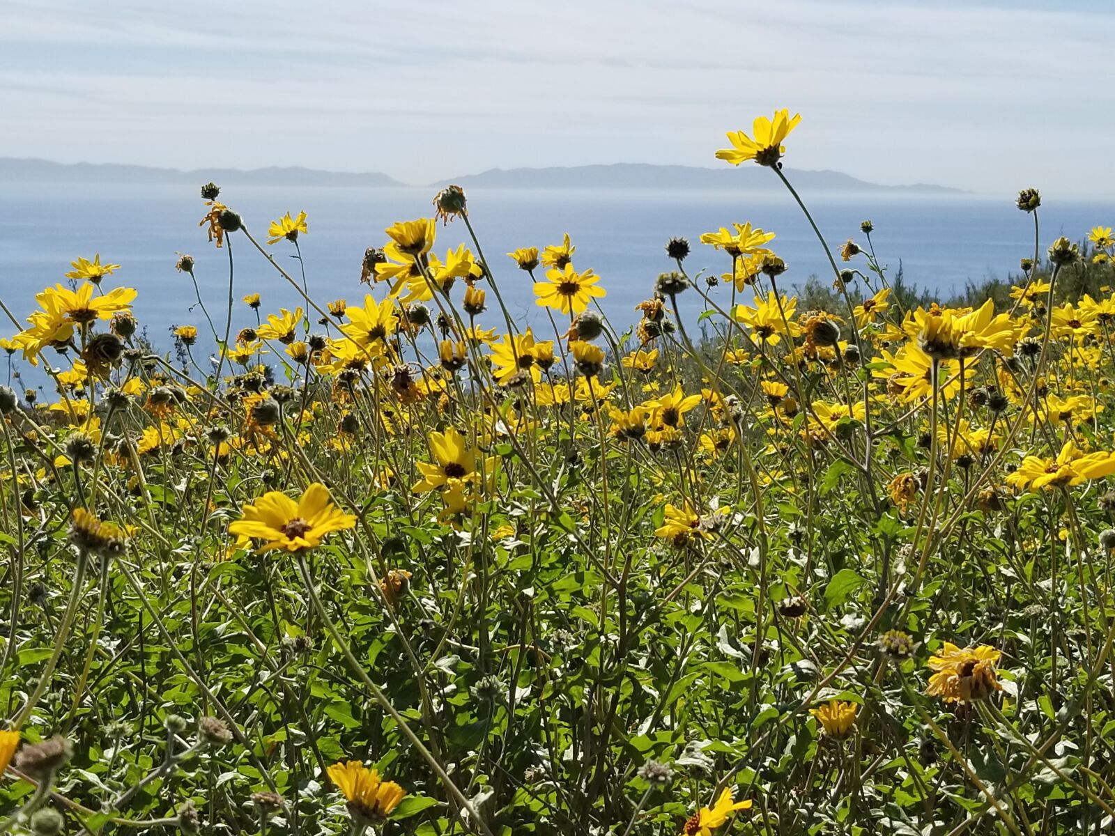 Samsung SM-G955U sample photo. Yellow flowers, islands, calif photography