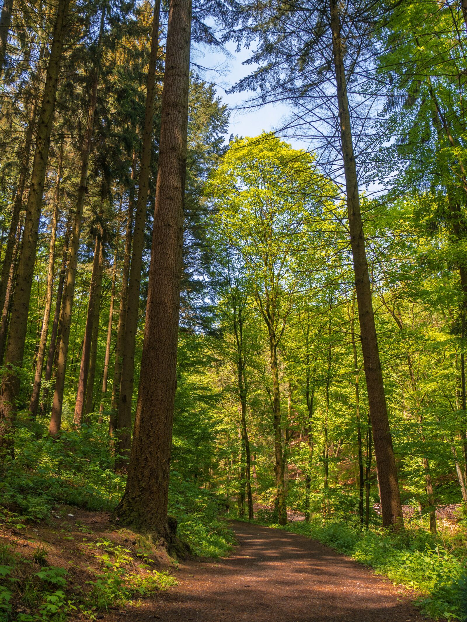 Panasonic DMC-G81 sample photo. Trees, forest, forest path photography