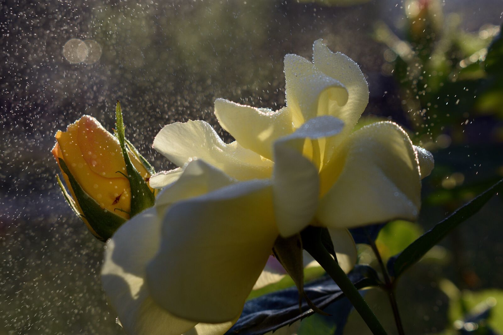 Nikon D3400 sample photo. Rose, roses, flower photography