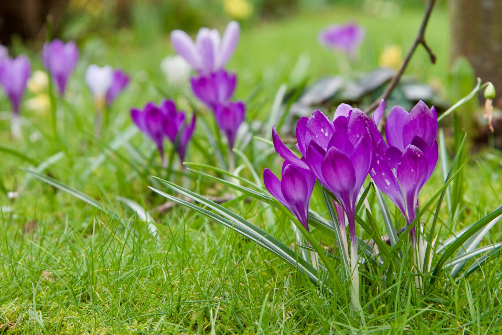 Canon EF-S 17-85mm F4-5.6 IS USM sample photo. Crocus, depth, of, field photography