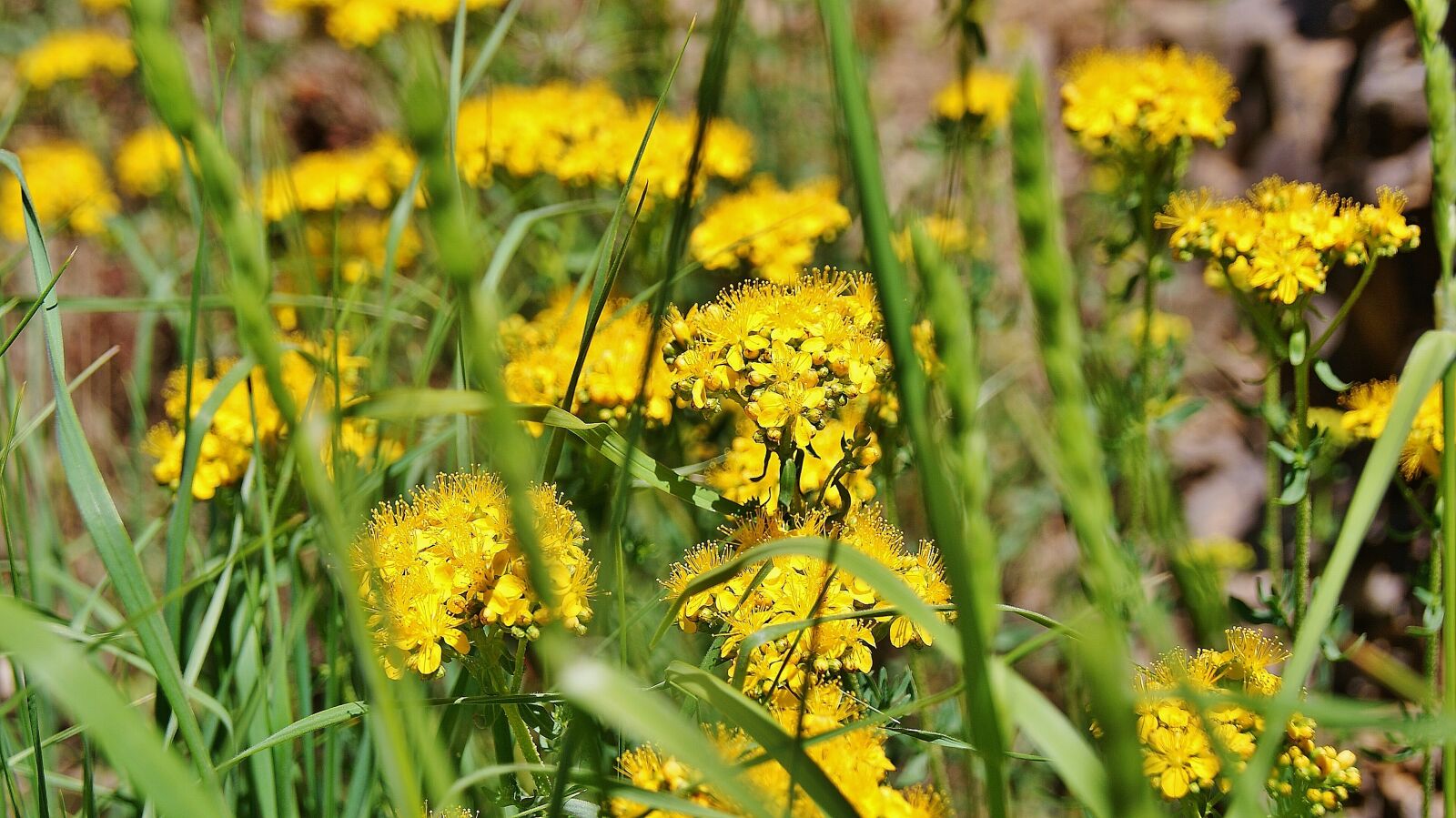 Sony Alpha DSLR-A330 sample photo. Nature, wild flower, yellow photography