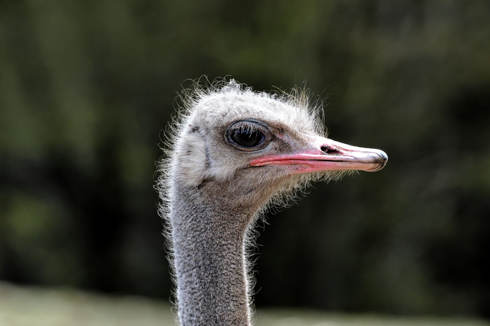 Nikon D3200 sample photo. Ostrich, bird, runner photography