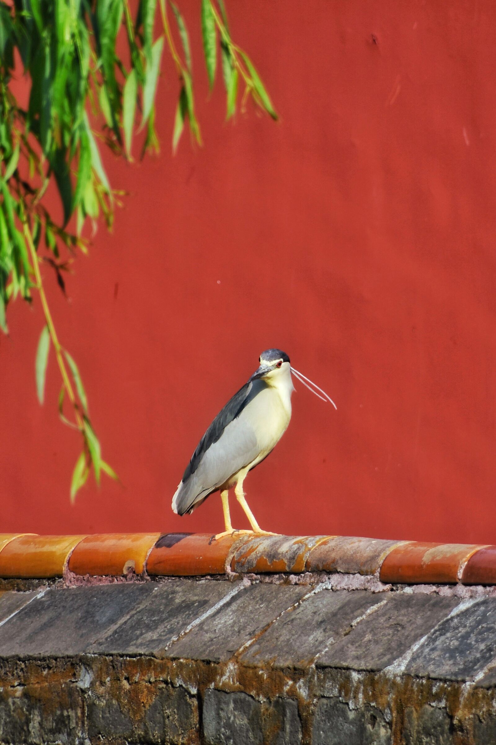 Nikon D7200 sample photo. Bird, red, animal photography
