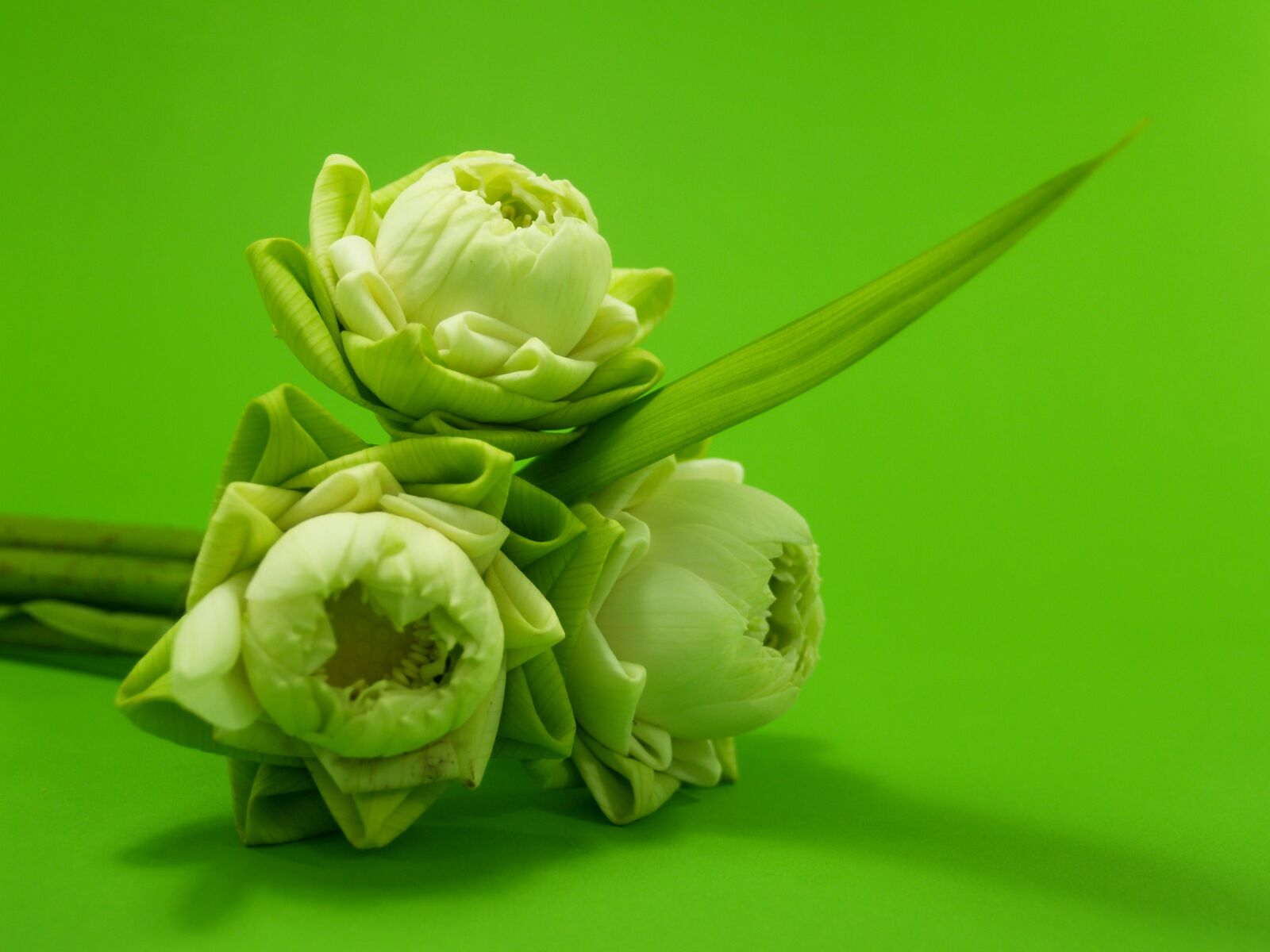 Olympus E-300 (EVOLT E-300) sample photo. White, flower, lotus photography