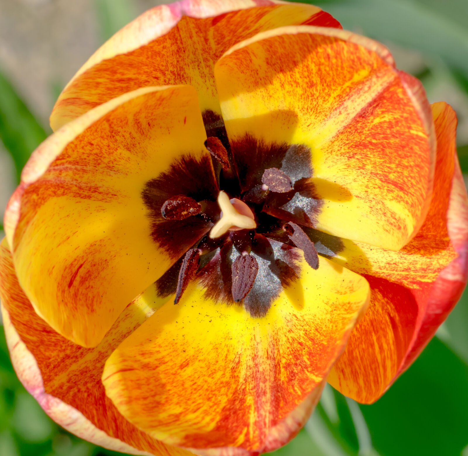 Nikon AF-S Nikkor 50mm F1.8G sample photo. Orange, petals, stamens, tulip photography