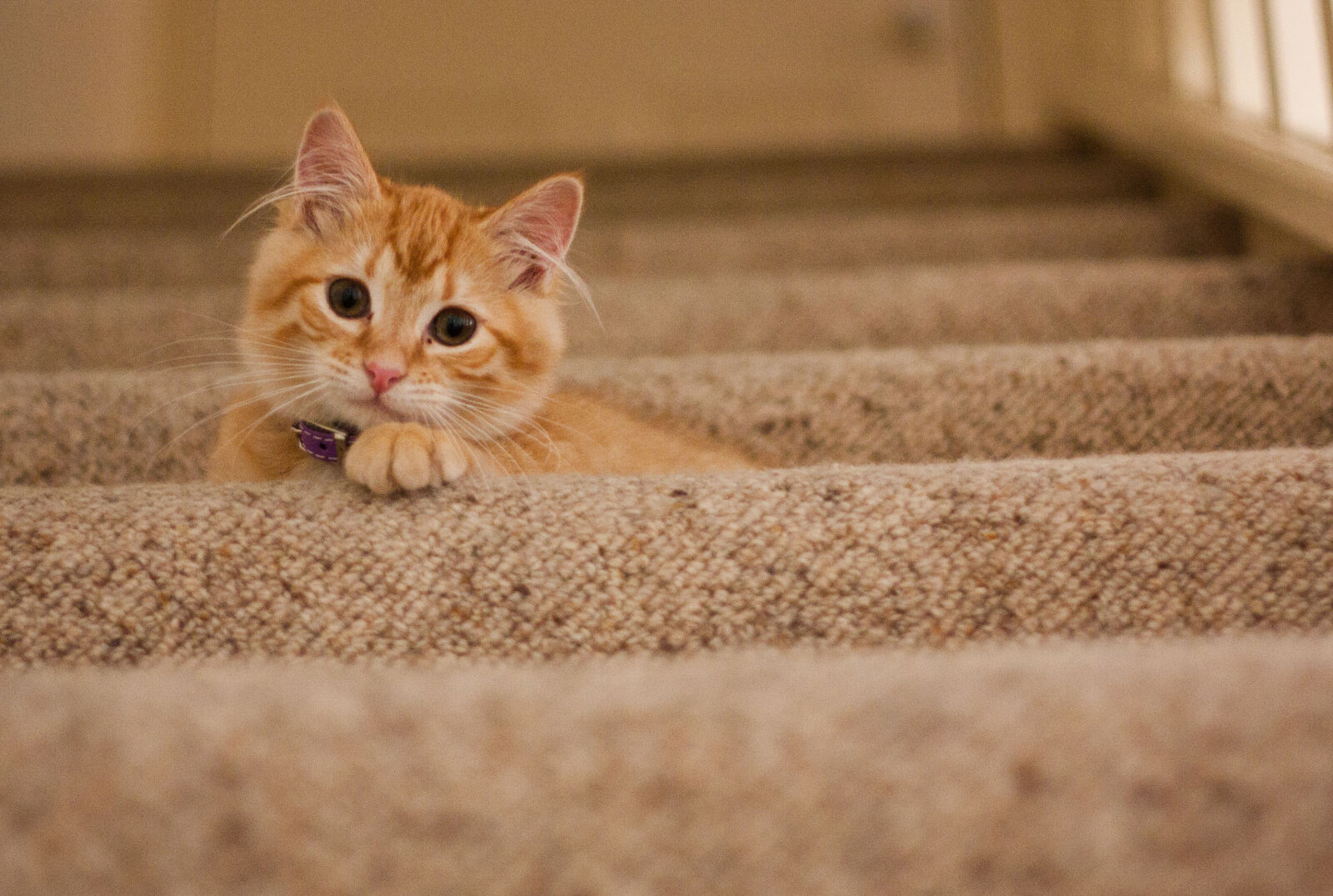 Canon EOS 450D (EOS Rebel XSi / EOS Kiss X2) + Canon EF 50mm F1.8 II sample photo. Orange, tabby, cat, on photography