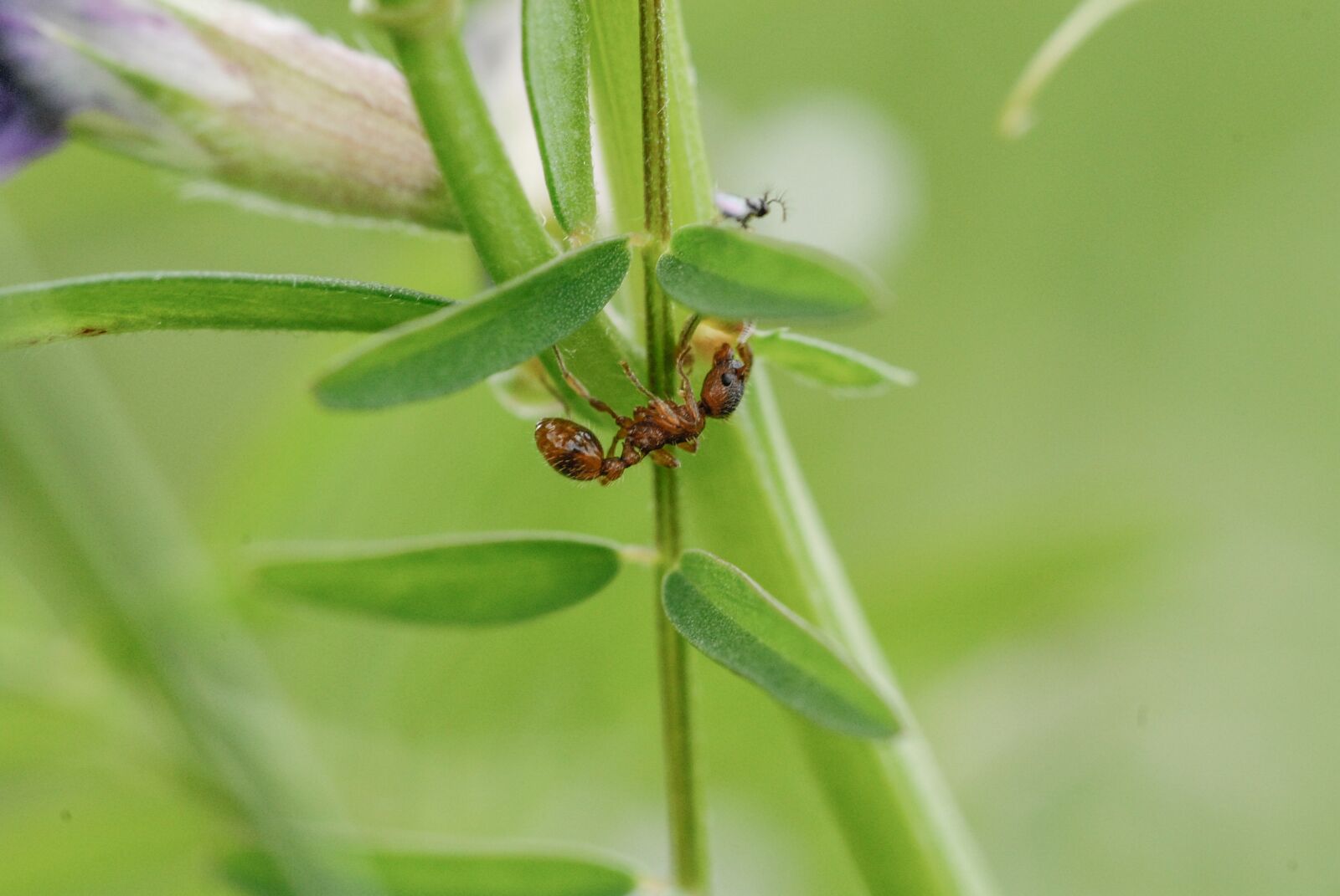Nikon D200 sample photo. Insect, ant, macro photography