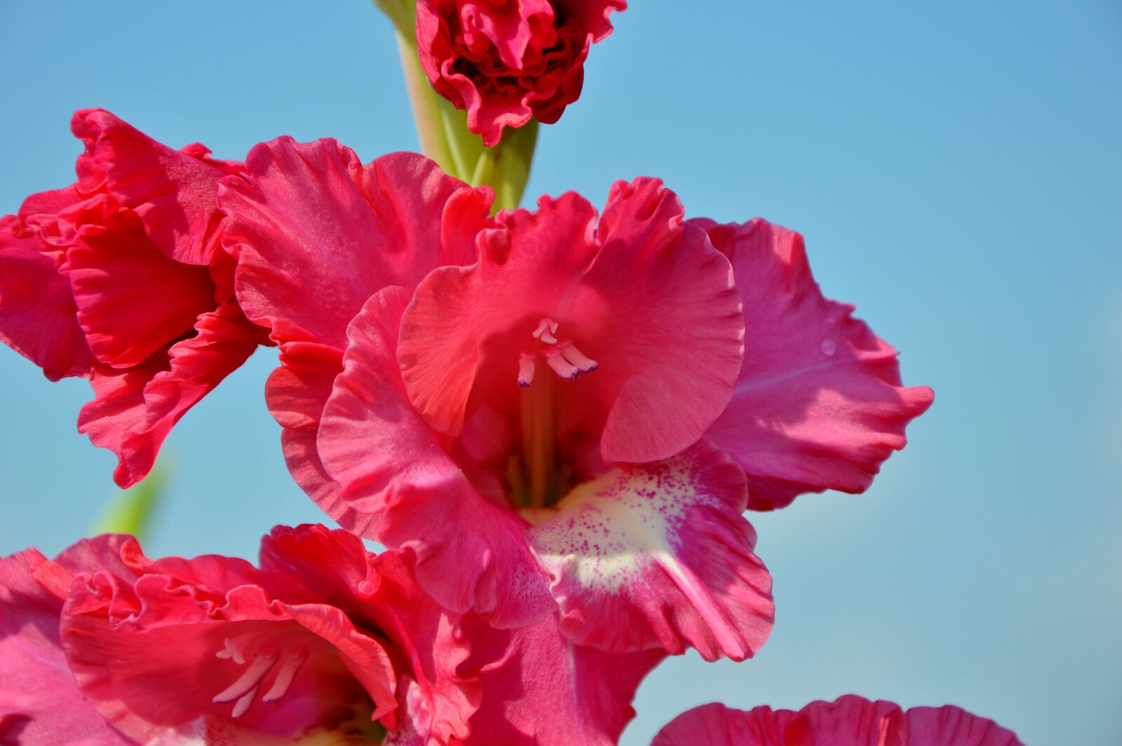 Nikon D3200 sample photo. Gladiolus, gladidus, butterfly greenhouse photography