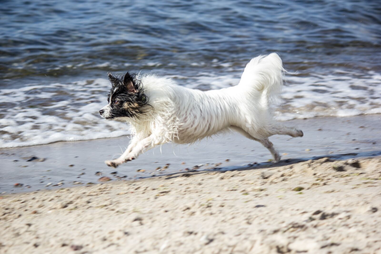 Canon EF-S 55-250mm F4-5.6 IS sample photo. Running dog, beach, papillon photography