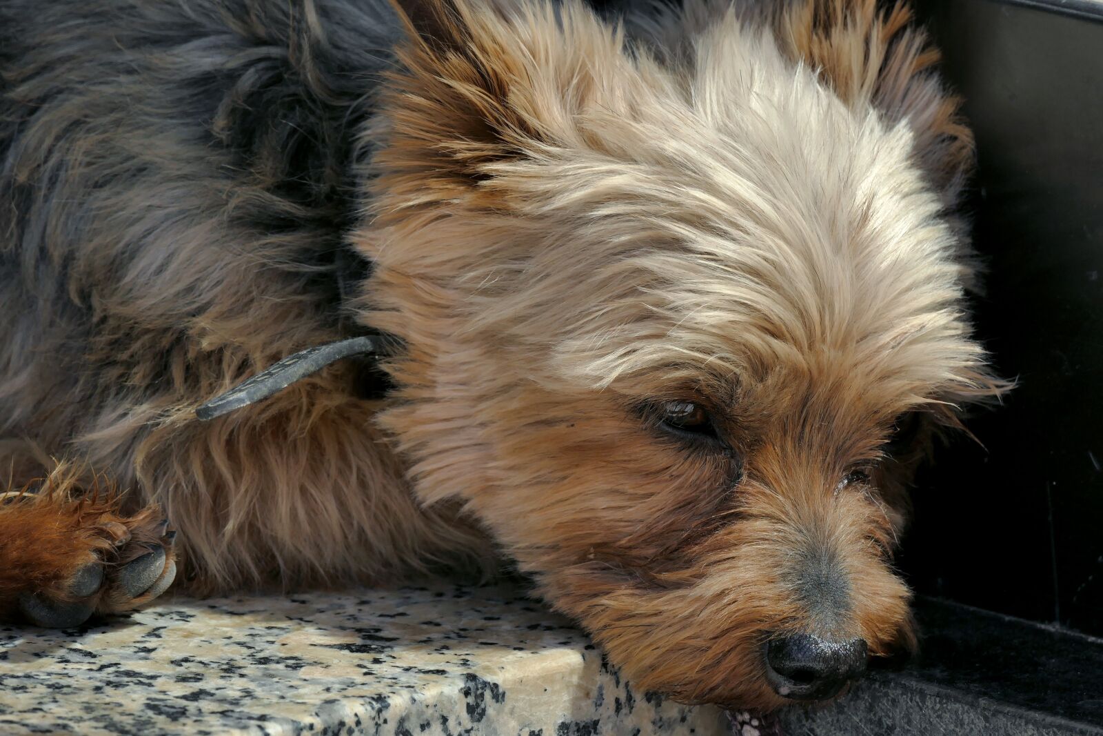Panasonic Lumix DMC-FZ1000 sample photo. Dog, terrier, dog lies photography