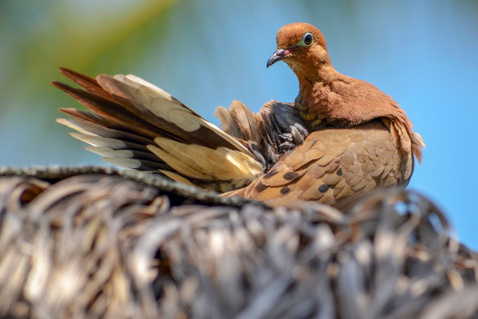Nikon D3100 sample photo. Dove, bird, animal photography