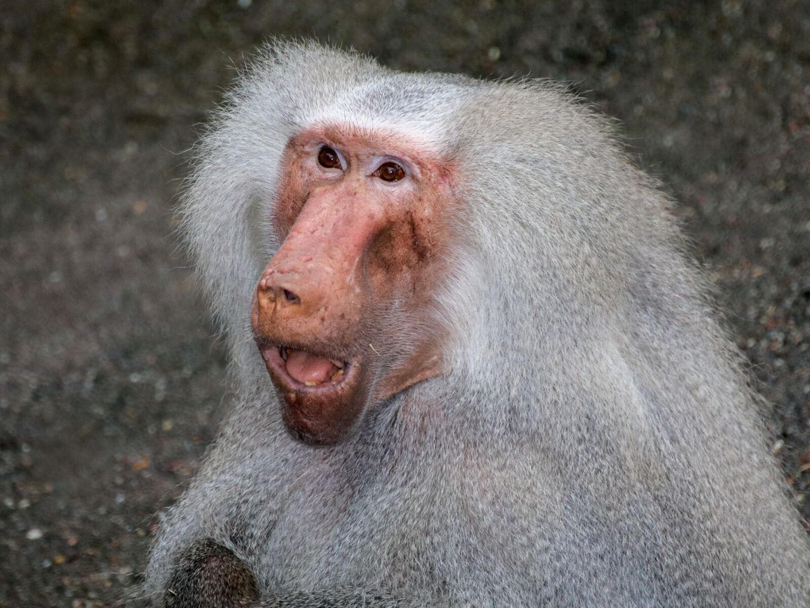Canon EOS 200D (EOS Rebel SL2 / EOS Kiss X9) sample photo. Baboon, monkey, animal photography