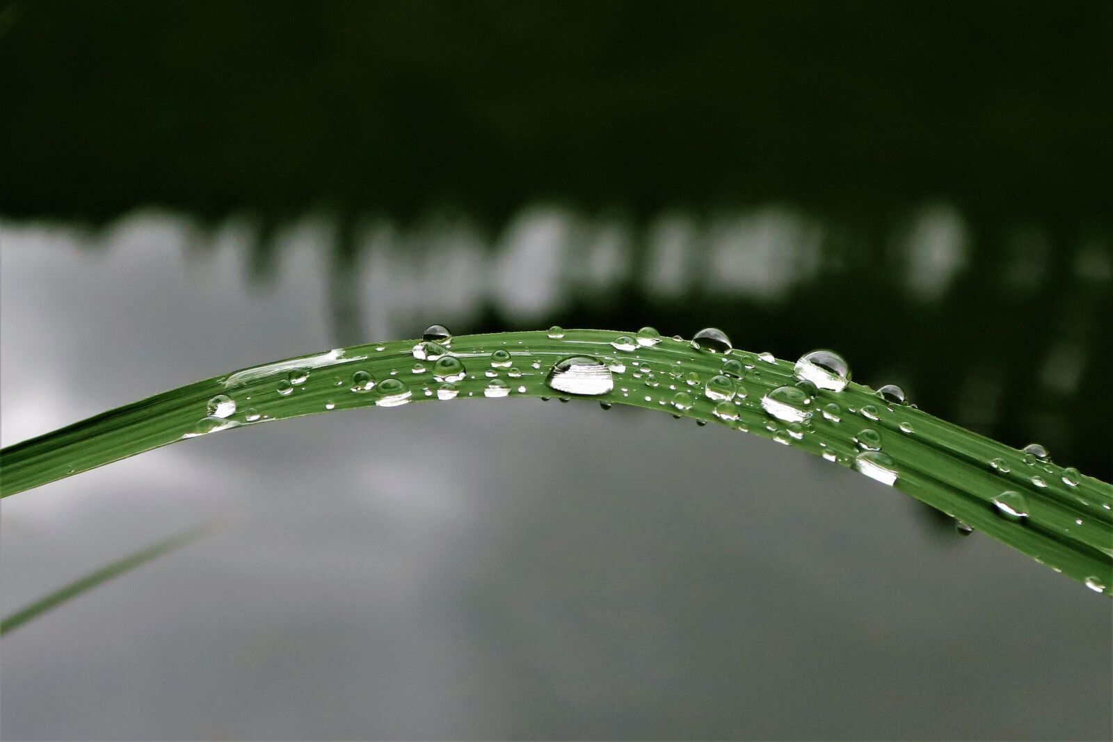 Canon PowerShot G9 X sample photo. Raindrop, dew, reed photography