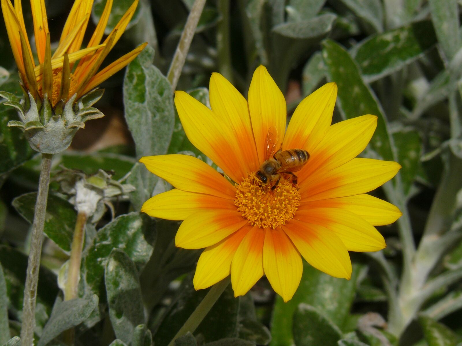 Panasonic DMC-FZ8 sample photo. Yellow flower, bee on photography