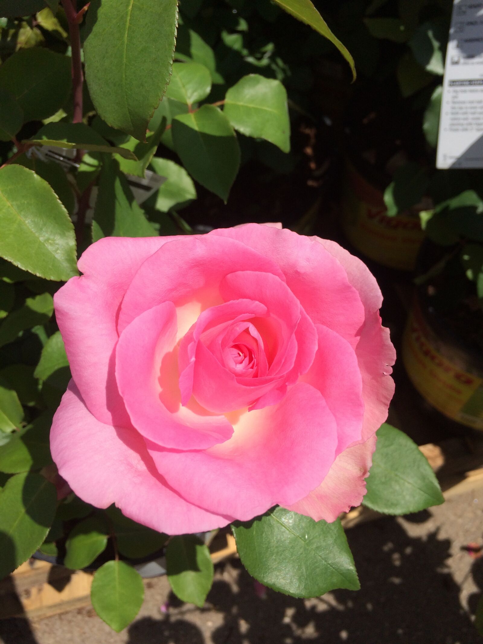 iPhone 5s back camera 4.15mm f/2.2 sample photo. Pink, flower, rose photography