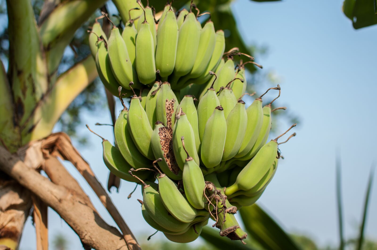 Nikon D90 sample photo. Bananas, cultivated banana, green photography