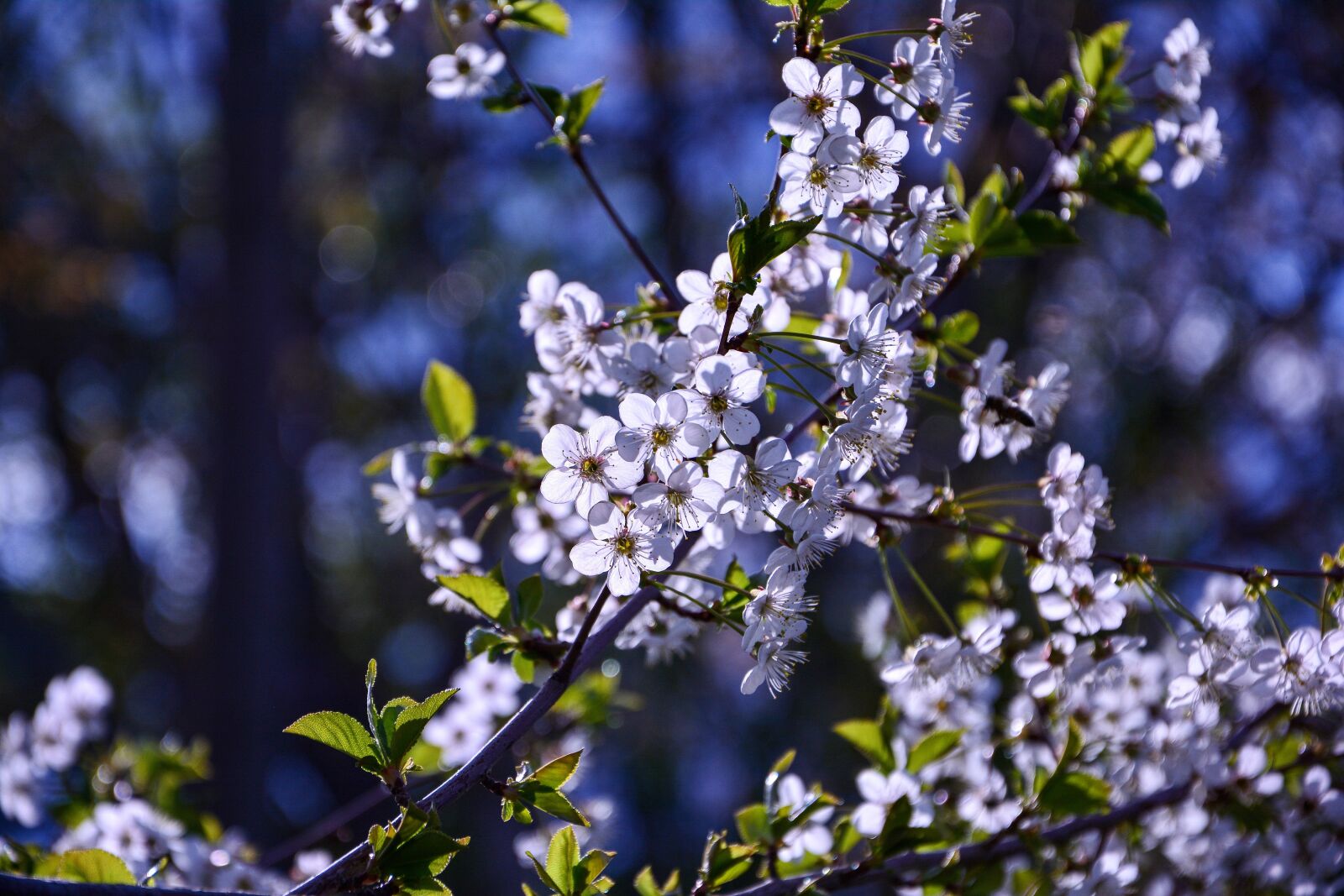 Nikon D7100 sample photo. Cherry blossom, fruit flower photography