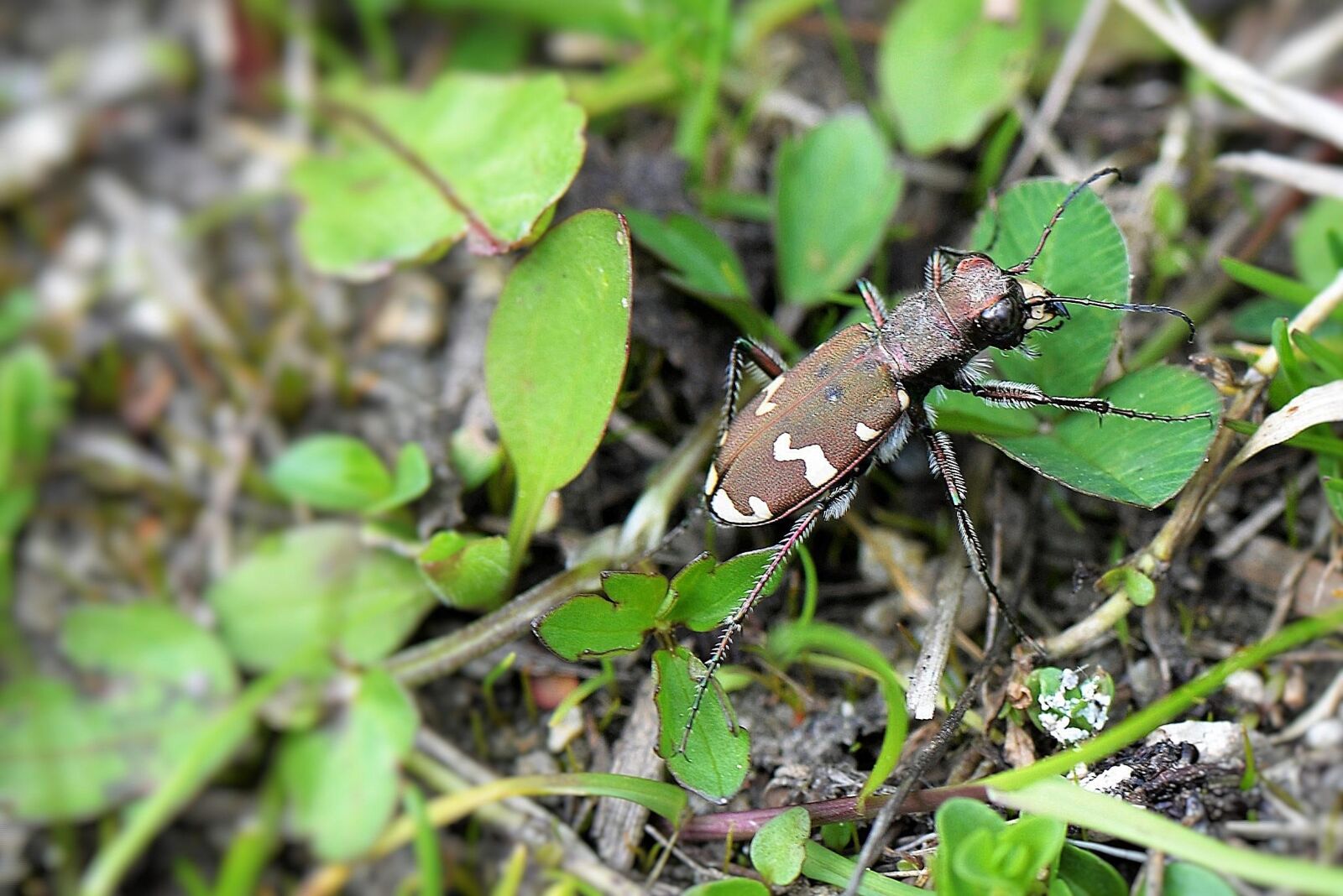 Nikon D610 sample photo. Beetle, insect, dune photography