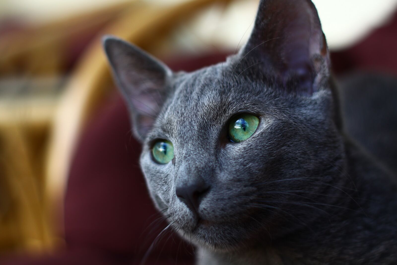 Canon EOS 50D sample photo. Cat, russian, kitten photography