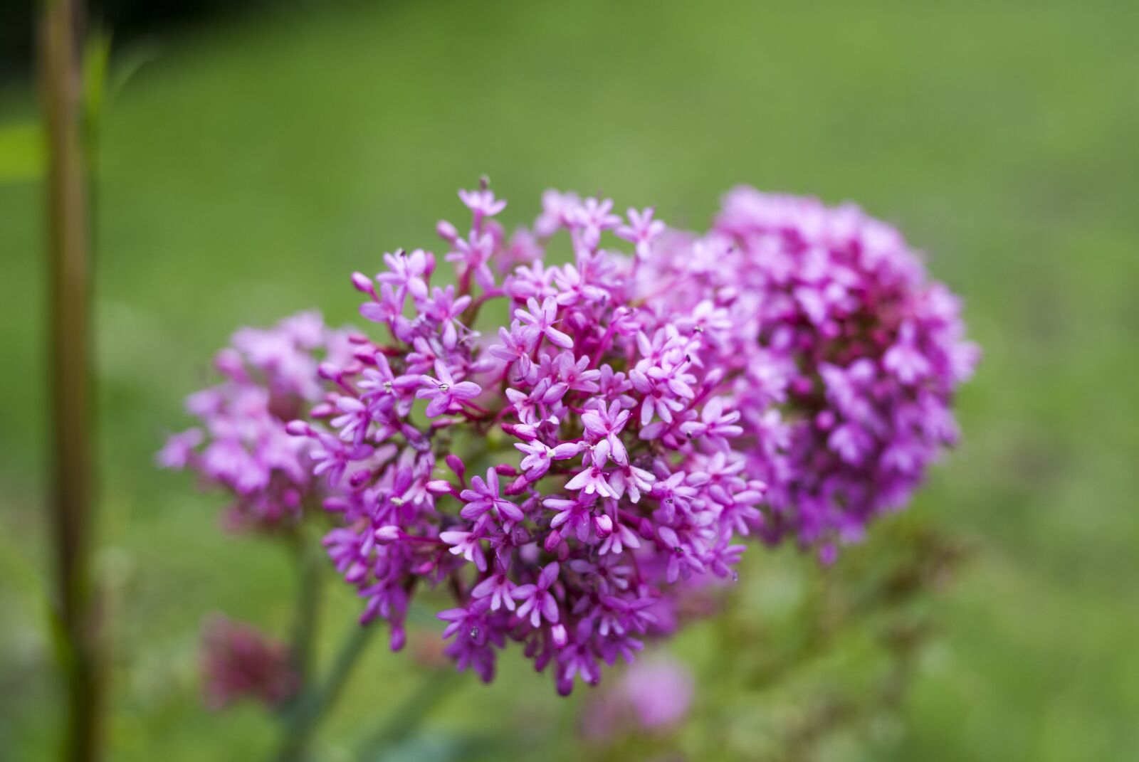 Nikon D60 sample photo. Flower, nature, plant photography