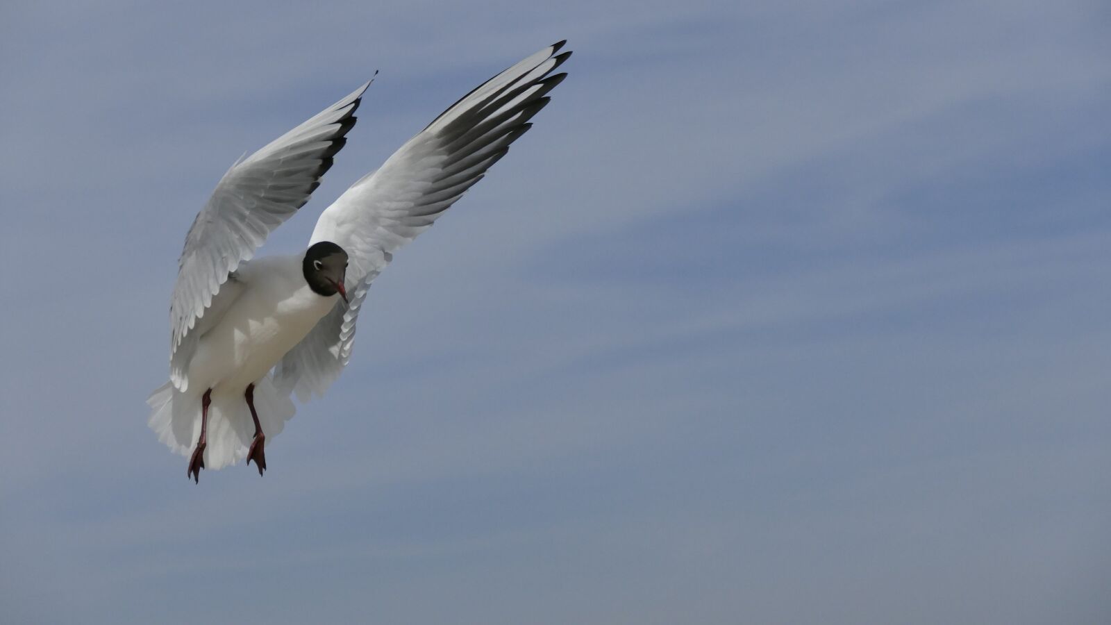 Panasonic Lumix DMC-FZ1000 sample photo. Nature, animals, bird photography
