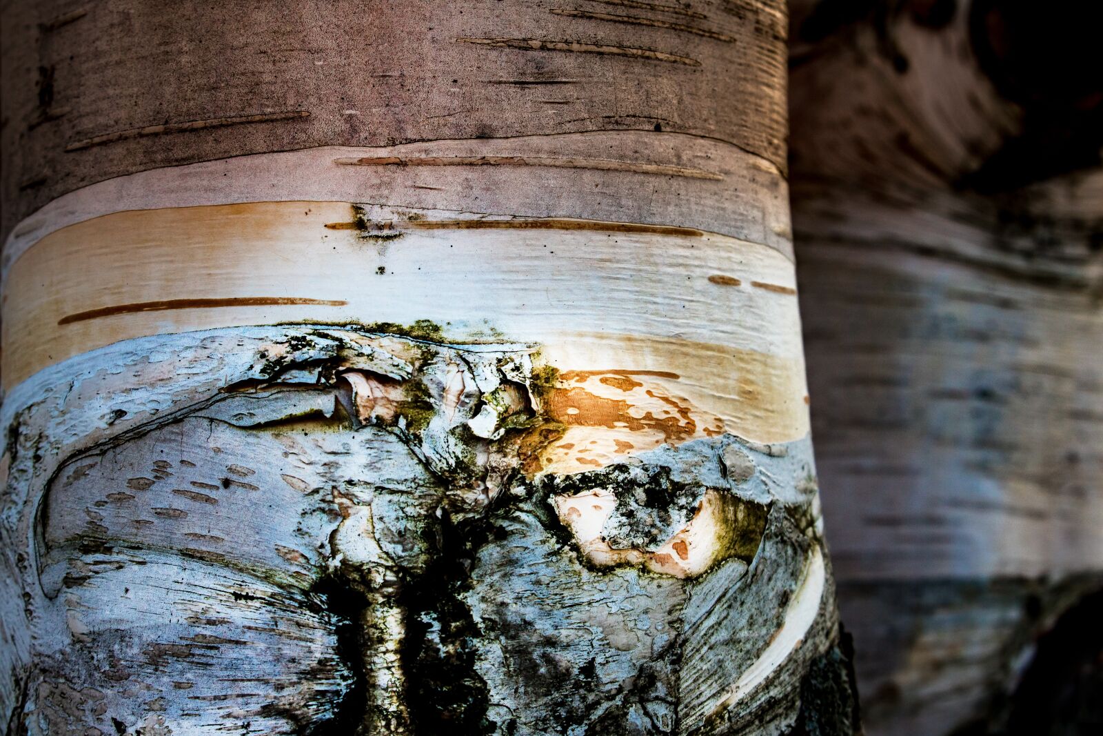 Canon EOS 1300D (EOS Rebel T6 / EOS Kiss X80) sample photo. Birch, tribe, nature photography