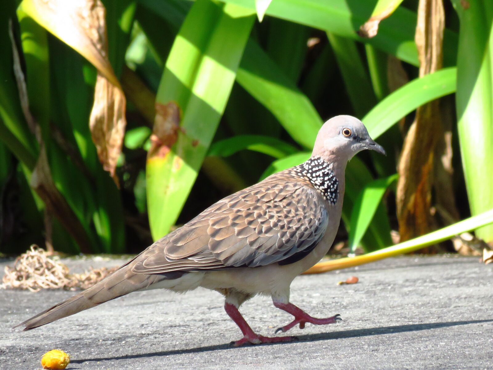 Canon PowerShot SX60 HS sample photo. Dove, spotted dove, pigeon photography