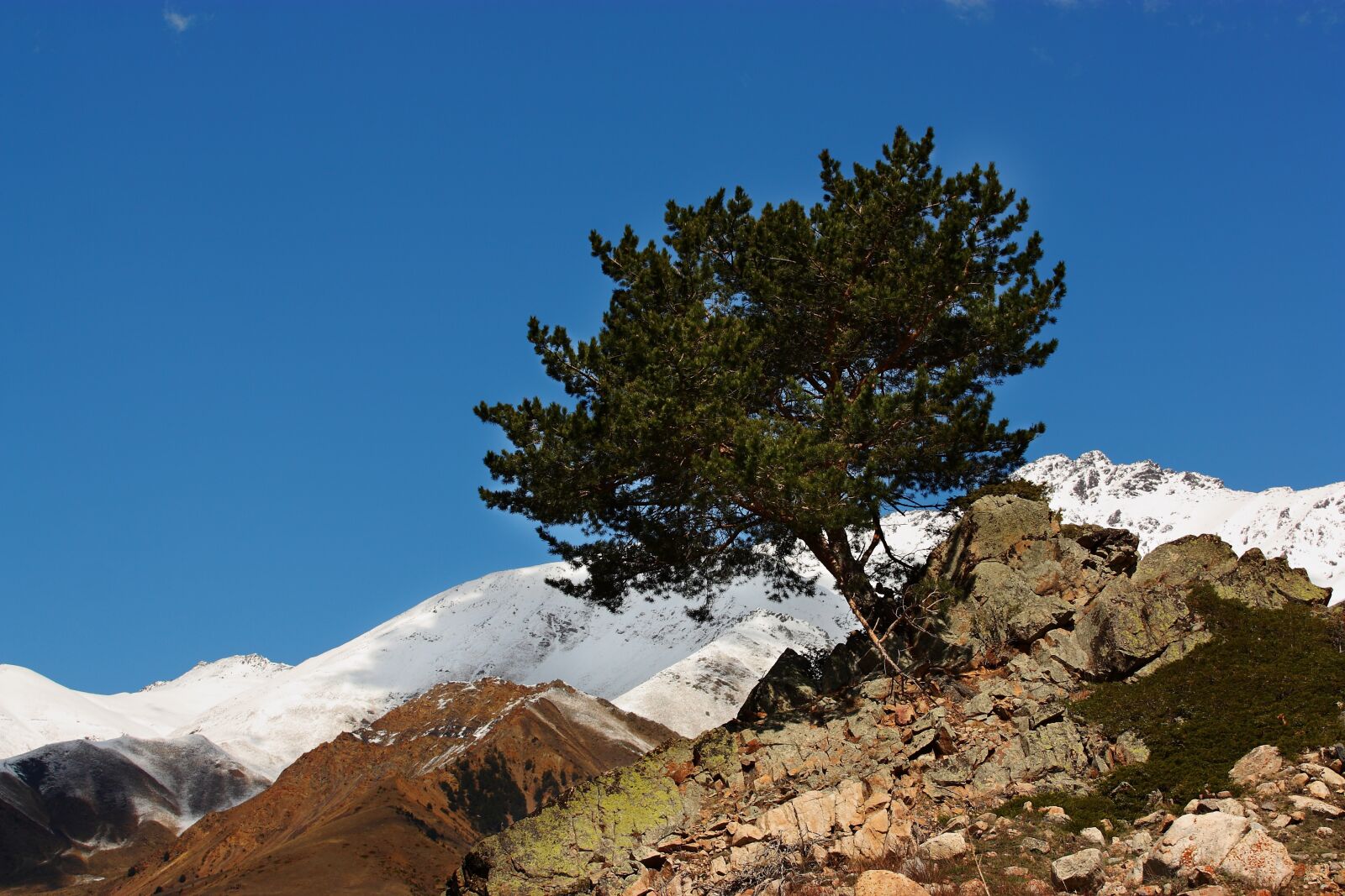 Canon EOS 450D (EOS Rebel XSi / EOS Kiss X2) sample photo. Tree, mountains, elbrus photography