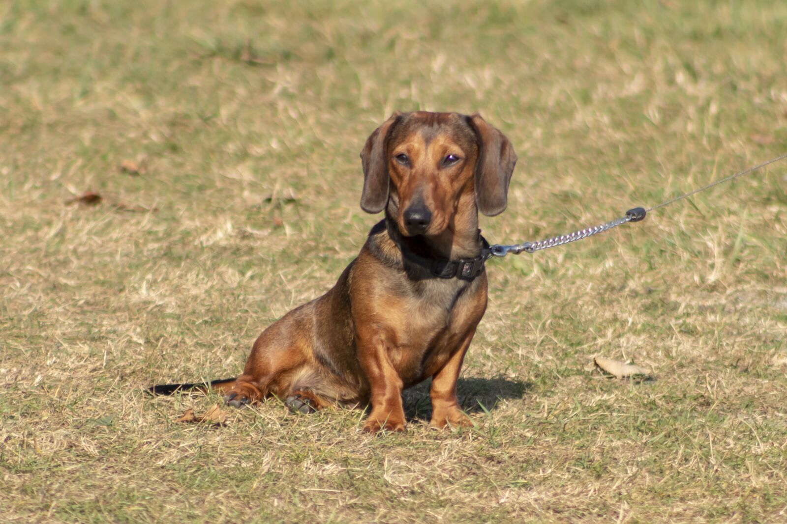 Canon EF75-300mm f/4-5.6 sample photo. Dog, pets, hairy photography