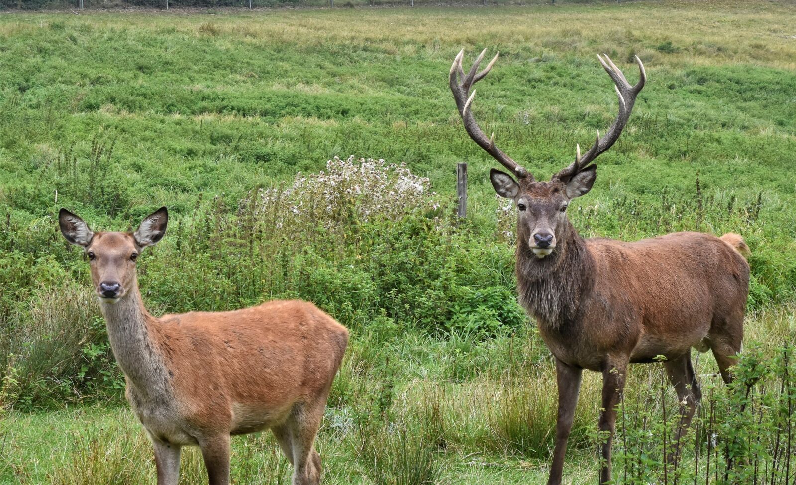 Nikon D7200 sample photo. Hirsch, bock, cow photography