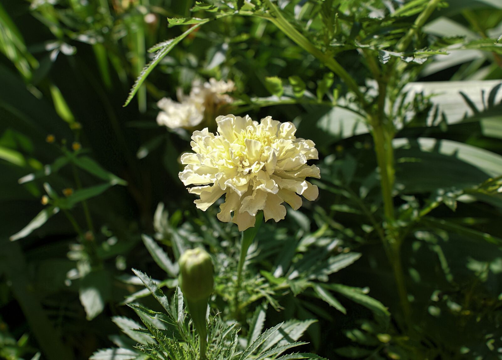 Sony Alpha DSLR-A100 sample photo. Flower, marigold, yellow photography