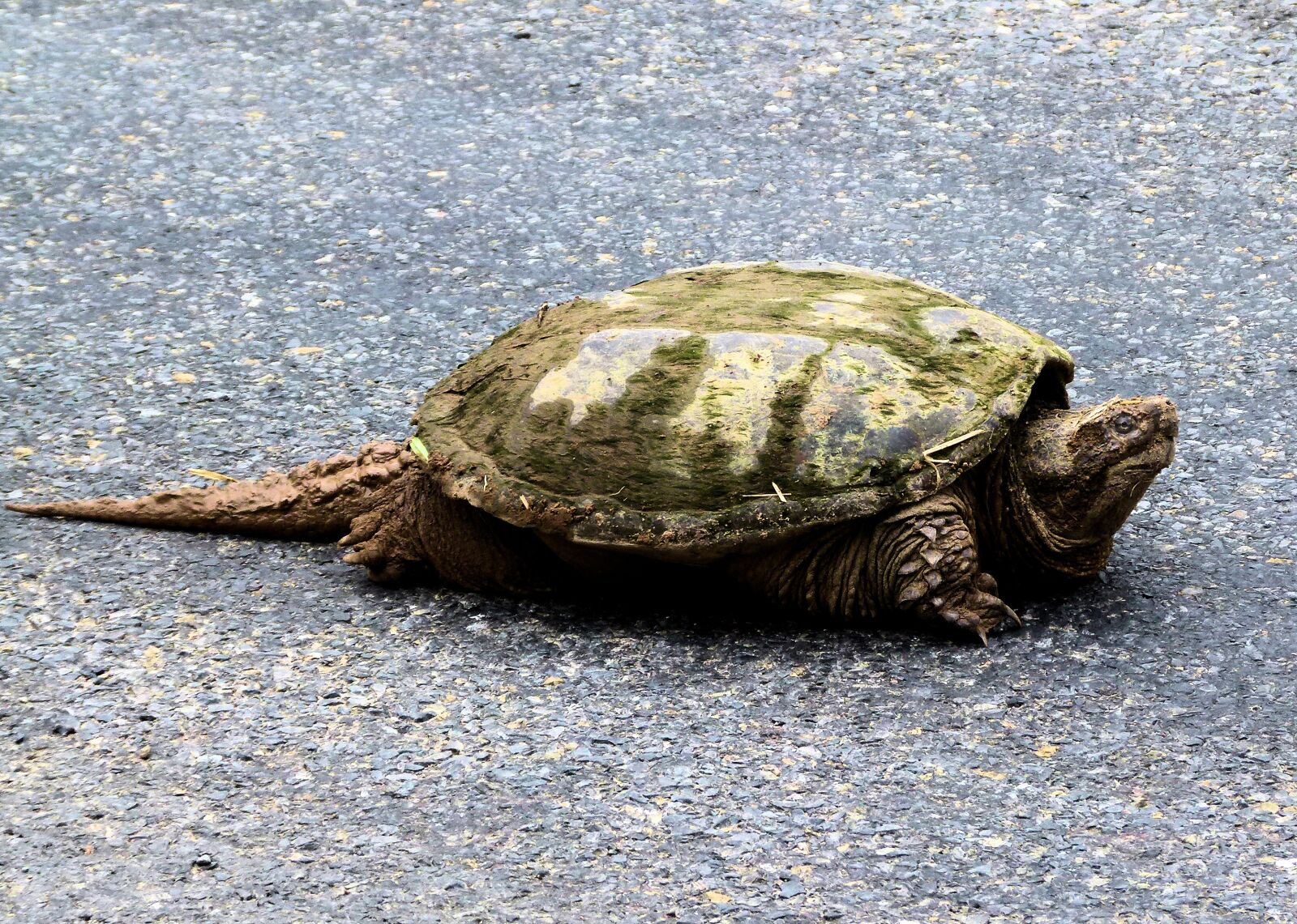 Panasonic Lumix DMC-FZ100 sample photo. Snapping turtle, fresh water photography