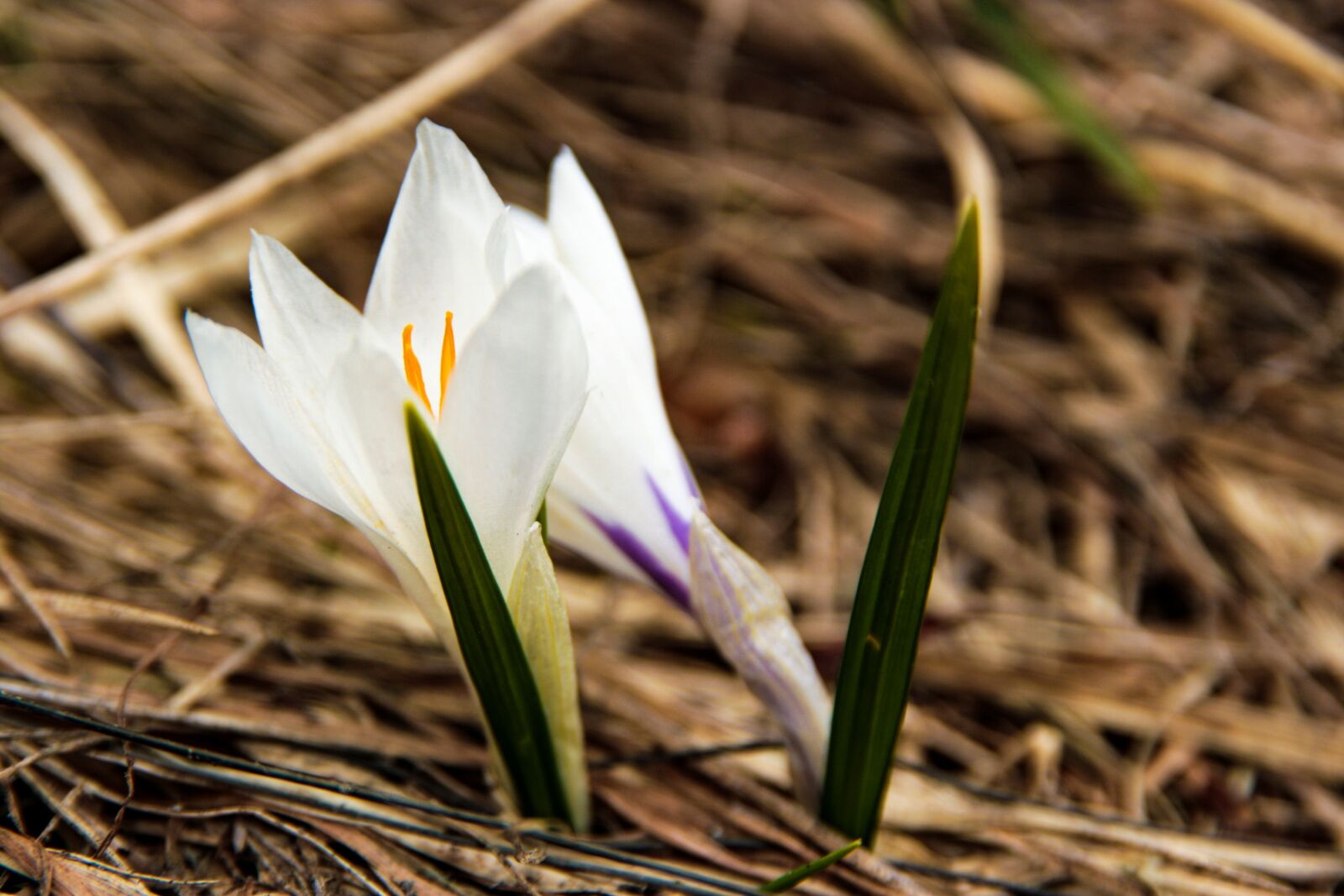 Canon EOS 400D (EOS Digital Rebel XTi / EOS Kiss Digital X) sample photo. Crocus, flower, mountains photography