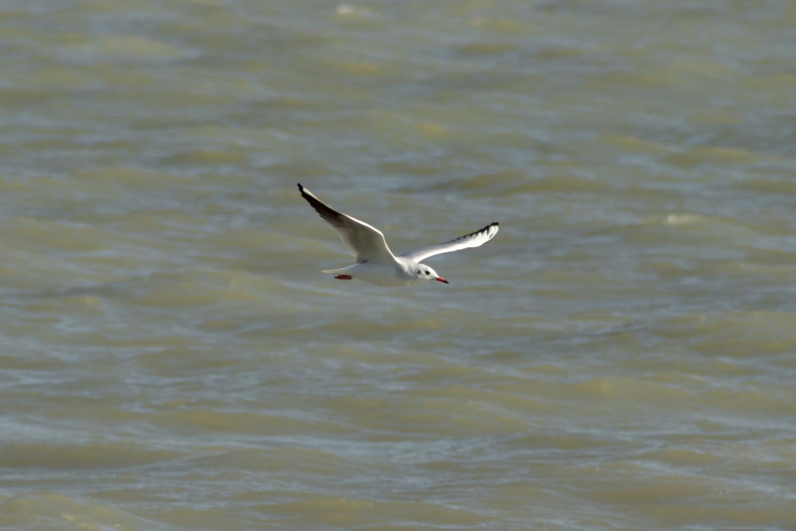 Canon EF75-300mm f/4-5.6 sample photo. Seagull, bird, water bird photography